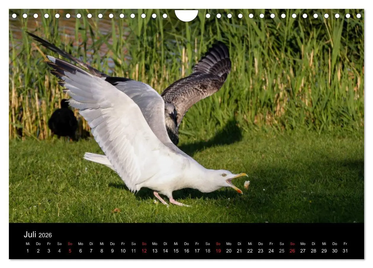 Bild: 9783516117394 | Spontane Fotografie - Möwen (Wandkalender 2026 DIN A4 quer),...