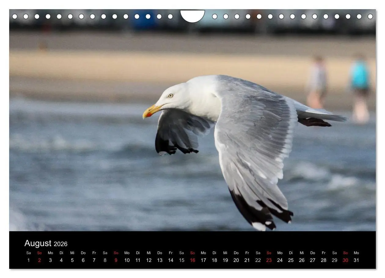 Bild: 9783516117394 | Spontane Fotografie - Möwen (Wandkalender 2026 DIN A4 quer),...