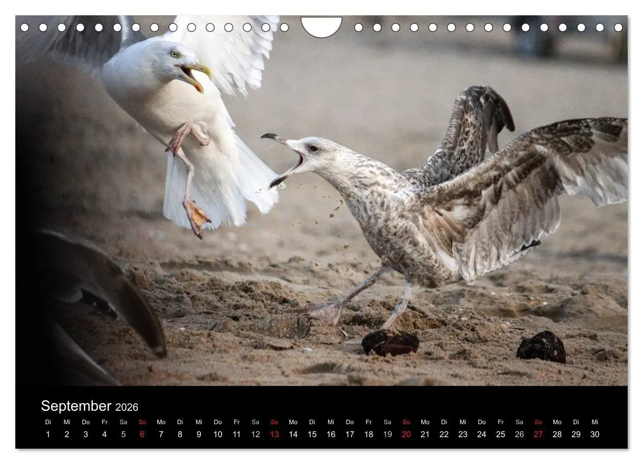 Bild: 9783516117394 | Spontane Fotografie - Möwen (Wandkalender 2026 DIN A4 quer),...