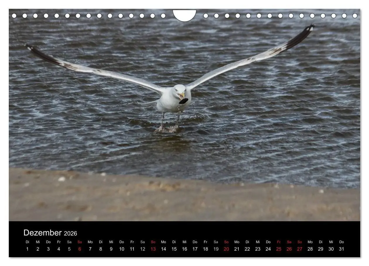 Bild: 9783516117394 | Spontane Fotografie - Möwen (Wandkalender 2026 DIN A4 quer),...