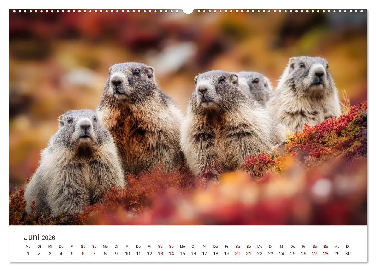 Bild: 9783516597394 | Alpenplüsch - Mit Murmeltieren durchs Jahr (Wandkalender 2026 DIN...