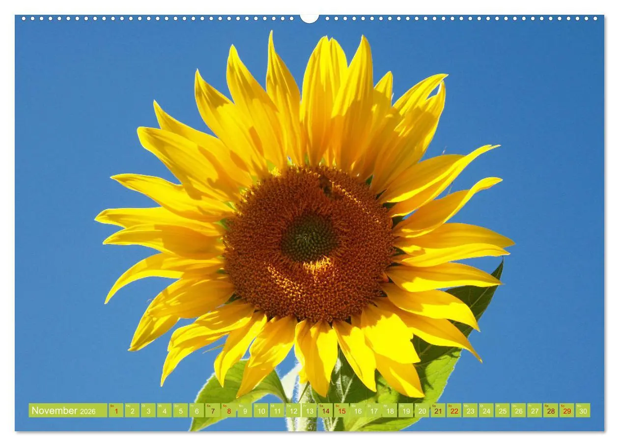 Bild: 9783457637494 | Liebenswerte Blüten (hochwertiger Premium Wandkalender 2026 DIN A2...
