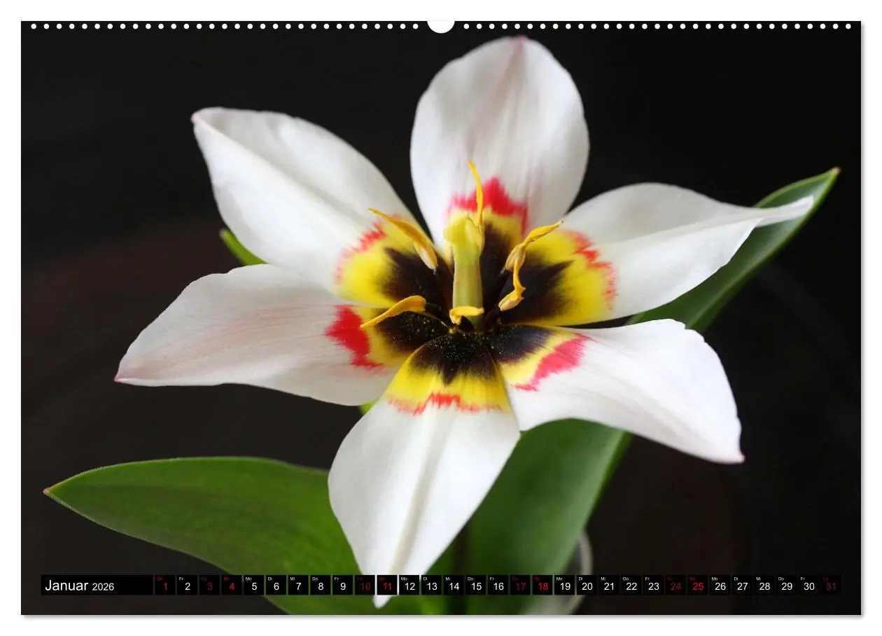 Bild: 9783457637494 | Liebenswerte Blüten (hochwertiger Premium Wandkalender 2026 DIN A2...