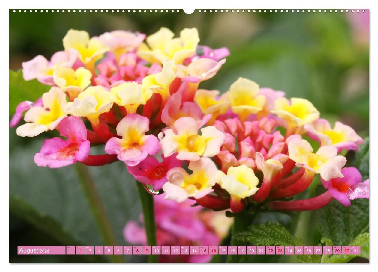 Bild: 9783457637494 | Liebenswerte Blüten (hochwertiger Premium Wandkalender 2026 DIN A2...