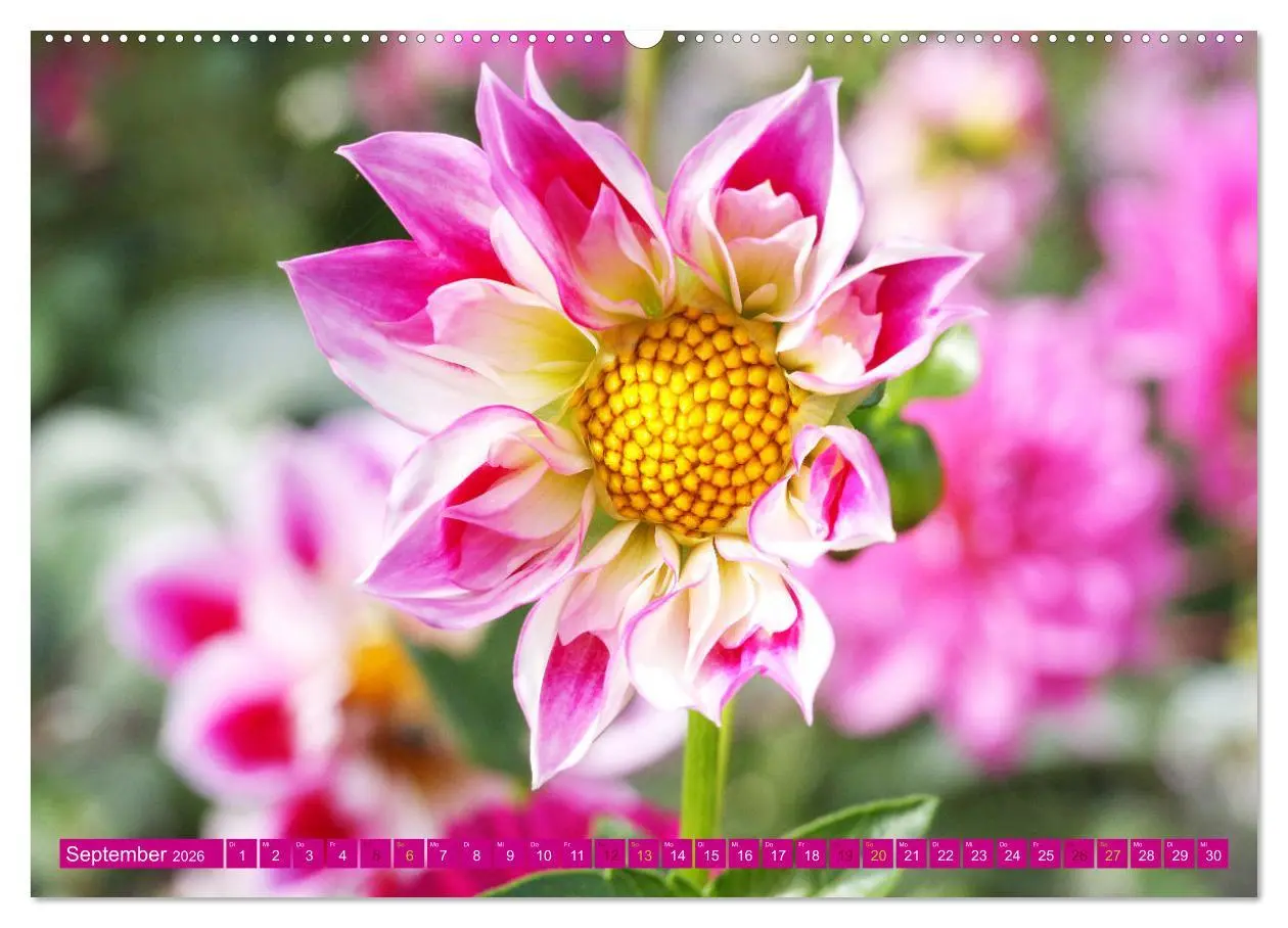 Bild: 9783457637494 | Liebenswerte Blüten (hochwertiger Premium Wandkalender 2026 DIN A2...