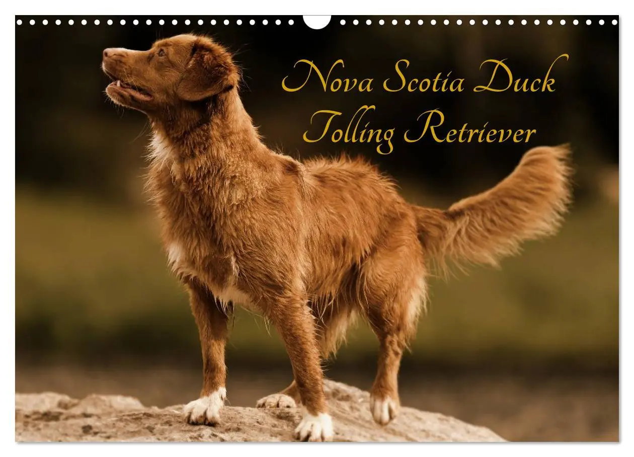 Cover: 9783516027594 | Nova Scotia Duck Tolling Retriever (Wandkalender 2026 DIN A3 quer),...