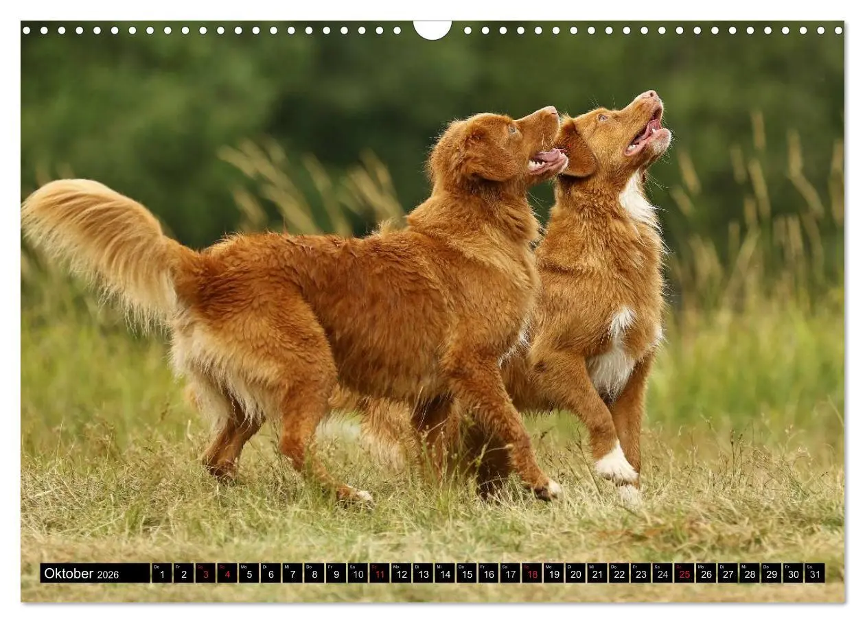 Bild: 9783516027594 | Nova Scotia Duck Tolling Retriever (Wandkalender 2026 DIN A3 quer),...