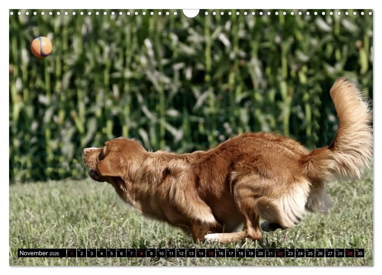 Bild: 9783516027594 | Nova Scotia Duck Tolling Retriever (Wandkalender 2026 DIN A3 quer),...