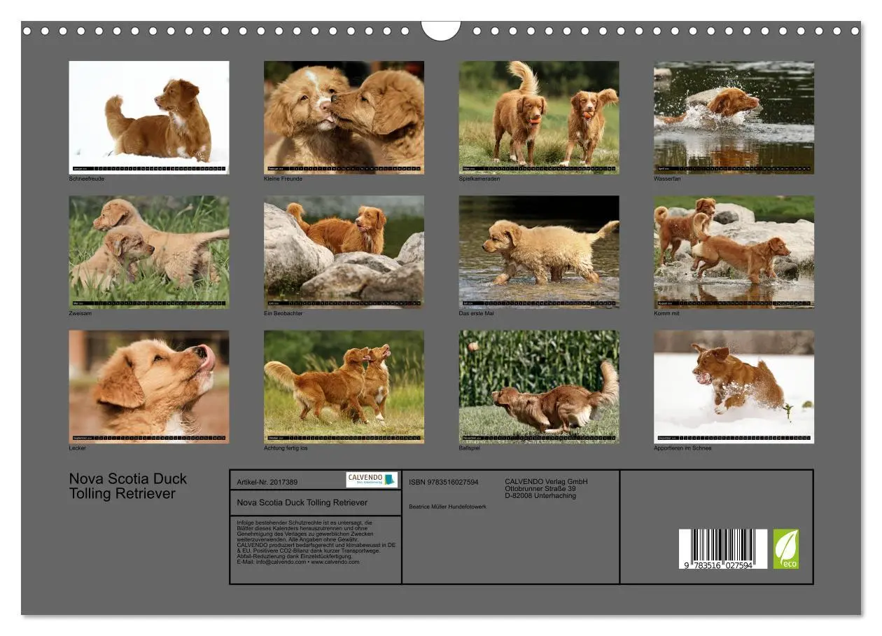 Bild: 9783516027594 | Nova Scotia Duck Tolling Retriever (Wandkalender 2026 DIN A3 quer),...