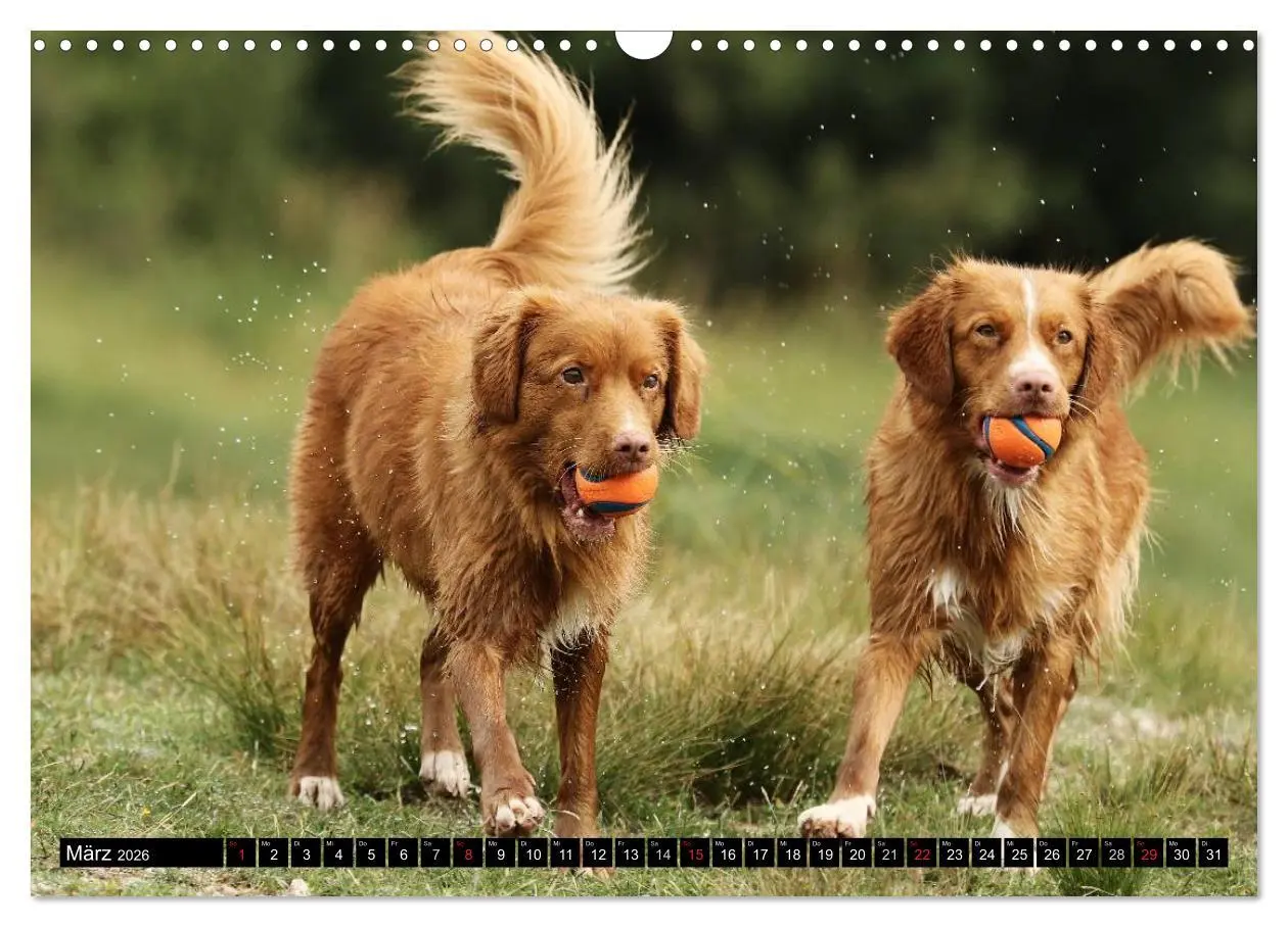 Bild: 9783516027594 | Nova Scotia Duck Tolling Retriever (Wandkalender 2026 DIN A3 quer),...