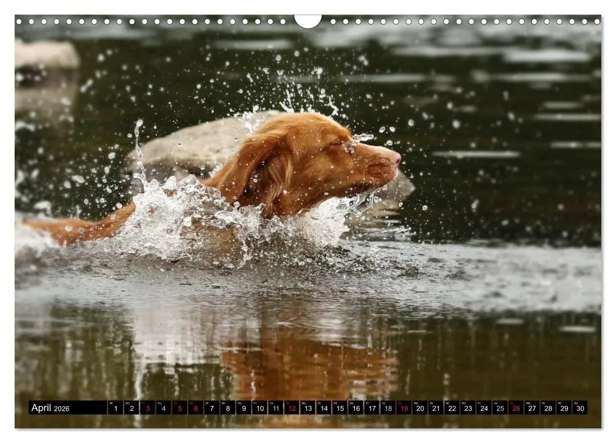 Bild: 9783516027594 | Nova Scotia Duck Tolling Retriever (Wandkalender 2026 DIN A3 quer),...