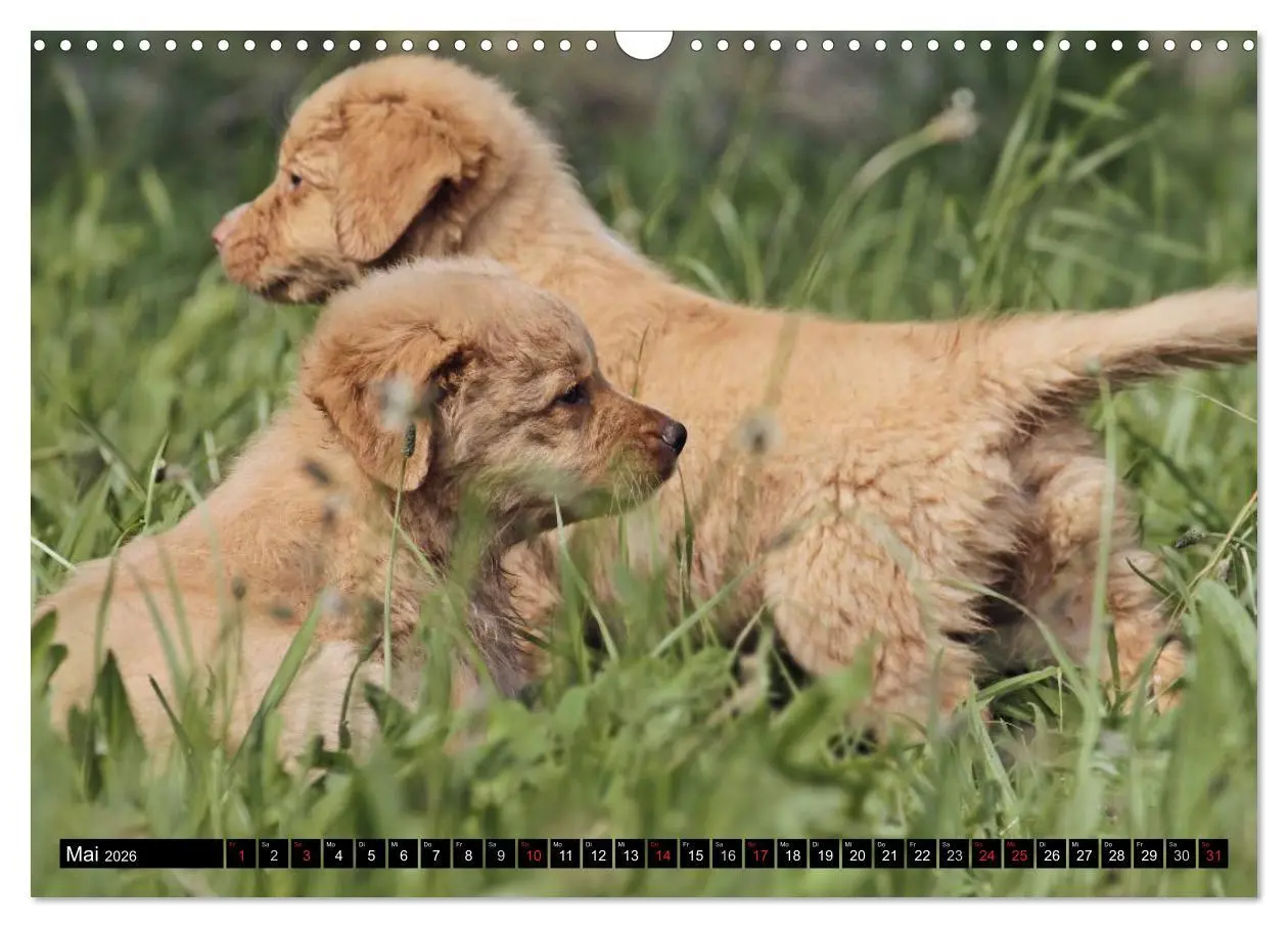 Bild: 9783516027594 | Nova Scotia Duck Tolling Retriever (Wandkalender 2026 DIN A3 quer),...