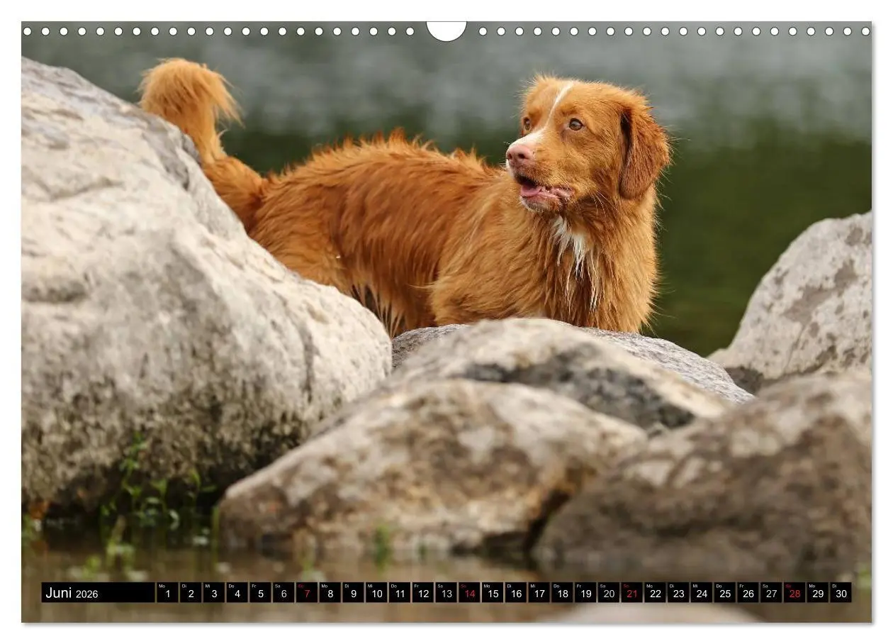 Bild: 9783516027594 | Nova Scotia Duck Tolling Retriever (Wandkalender 2026 DIN A3 quer),...