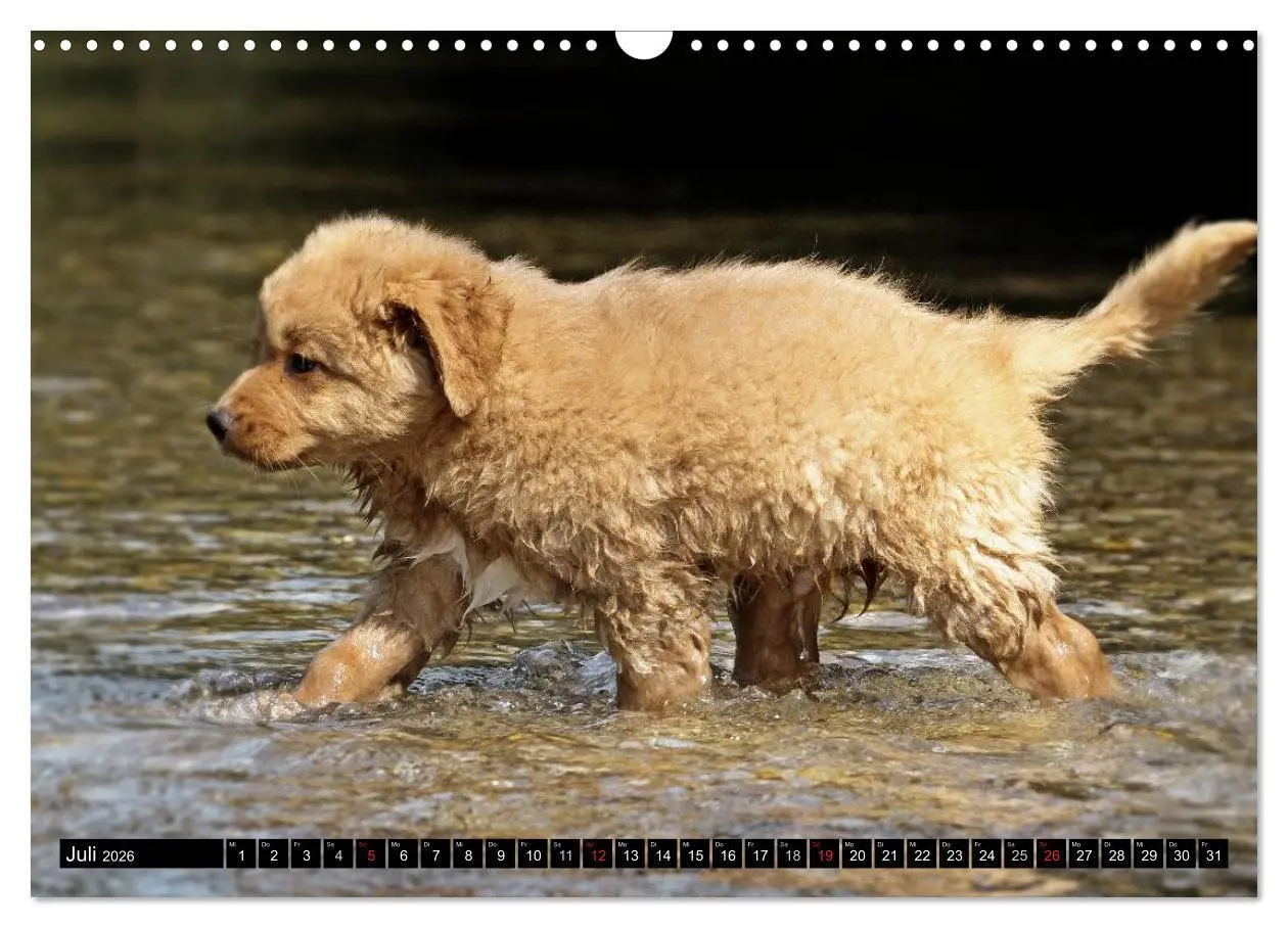 Bild: 9783516027594 | Nova Scotia Duck Tolling Retriever (Wandkalender 2026 DIN A3 quer),...