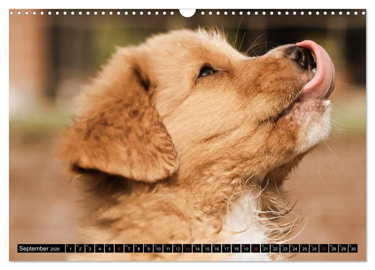 Bild: 9783516027594 | Nova Scotia Duck Tolling Retriever (Wandkalender 2026 DIN A3 quer),...