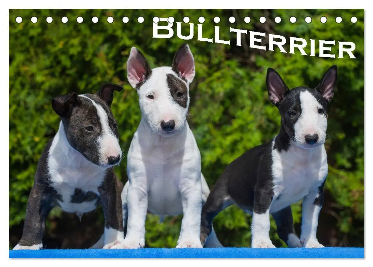 Cover: 9783435767694 | Bullterrier (Tischkalender 2025 DIN A5 quer), CALVENDO Monatskalender