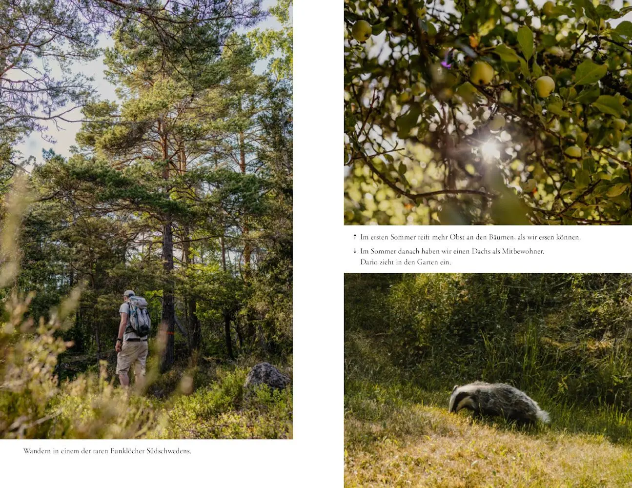 Bild: 9783957287694 | Heimwärts | Franziska Consolati | Taschenbuch | 253 S. | Deutsch