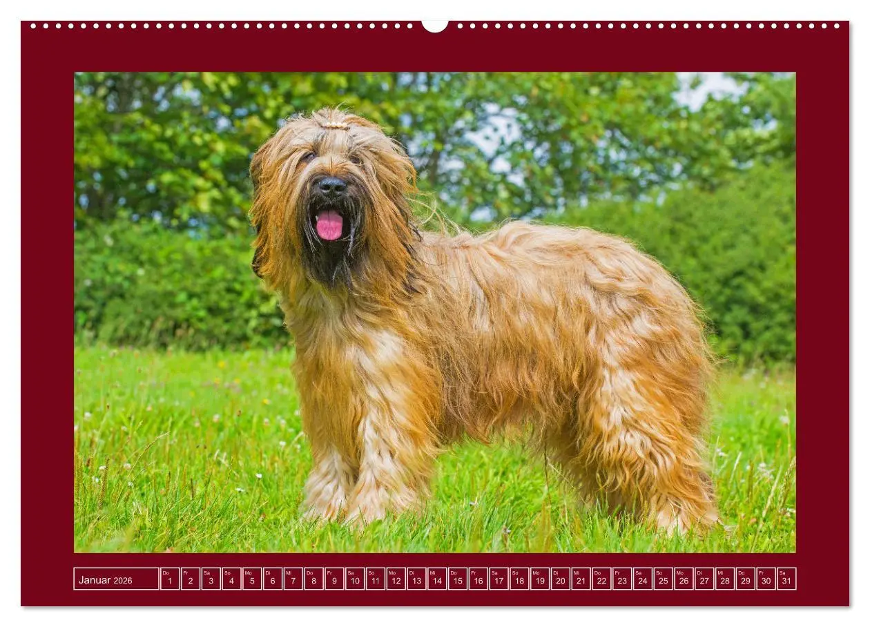 Bild: 9783457387894 | Herz auf vier Pfoten - Briard (hochwertiger Premium Wandkalender...