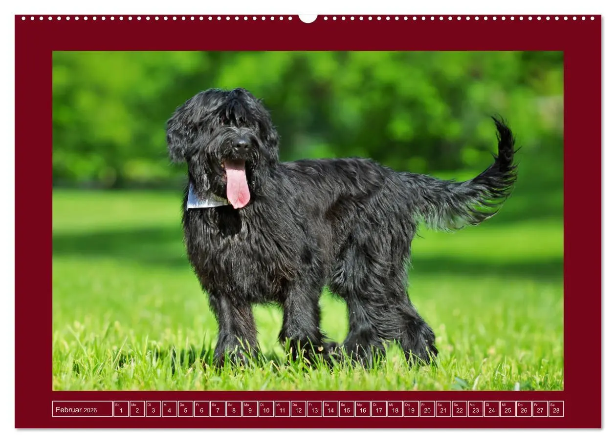 Bild: 9783457387894 | Herz auf vier Pfoten - Briard (hochwertiger Premium Wandkalender...