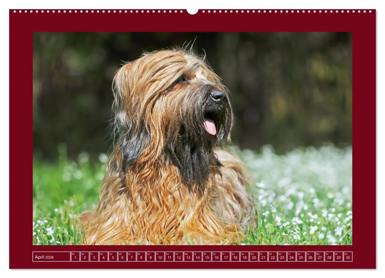 Bild: 9783457387894 | Herz auf vier Pfoten - Briard (hochwertiger Premium Wandkalender...
