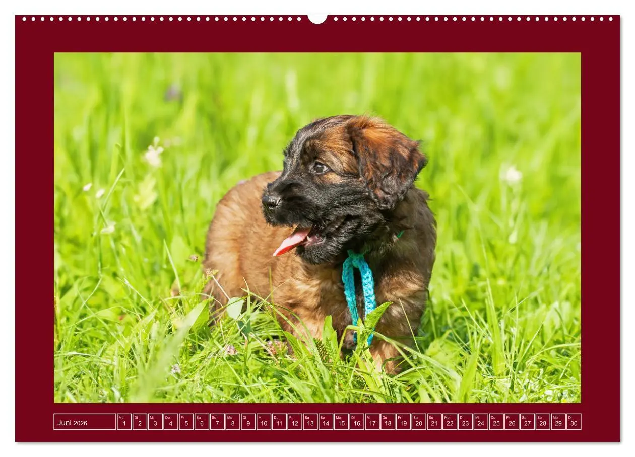 Bild: 9783457387894 | Herz auf vier Pfoten - Briard (hochwertiger Premium Wandkalender...