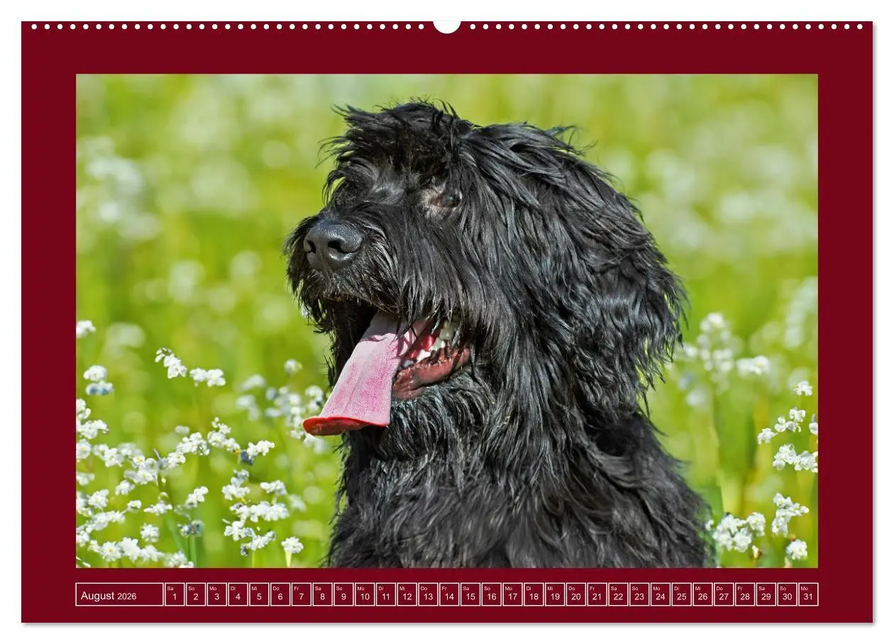 Bild: 9783457387894 | Herz auf vier Pfoten - Briard (hochwertiger Premium Wandkalender...