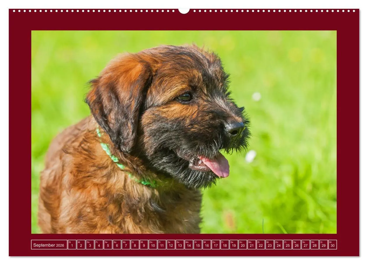 Bild: 9783457387894 | Herz auf vier Pfoten - Briard (hochwertiger Premium Wandkalender...
