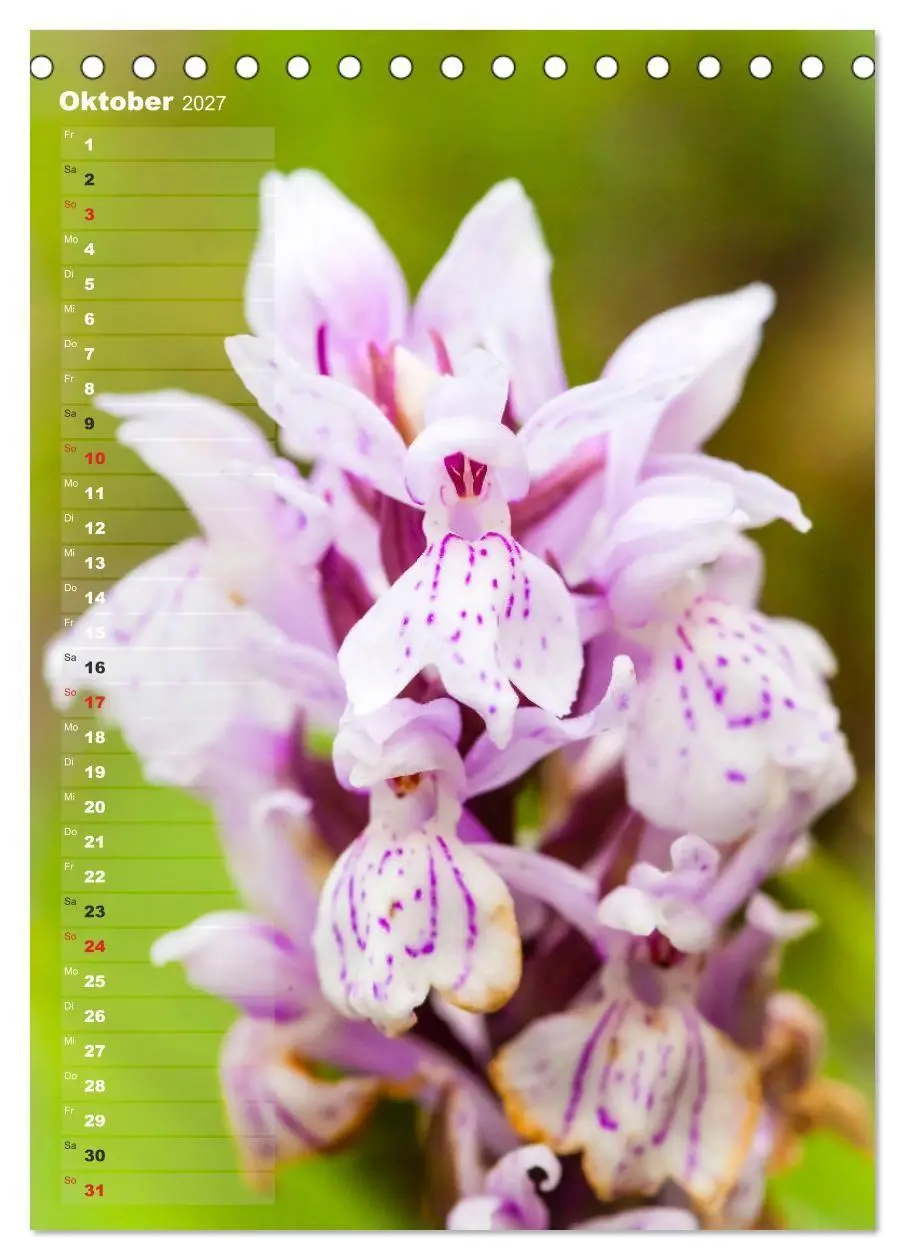 Bild: 9783569567894 | Auf der Suche nach Orchideen in Deutschland (Tischkalender 2027 DIN...