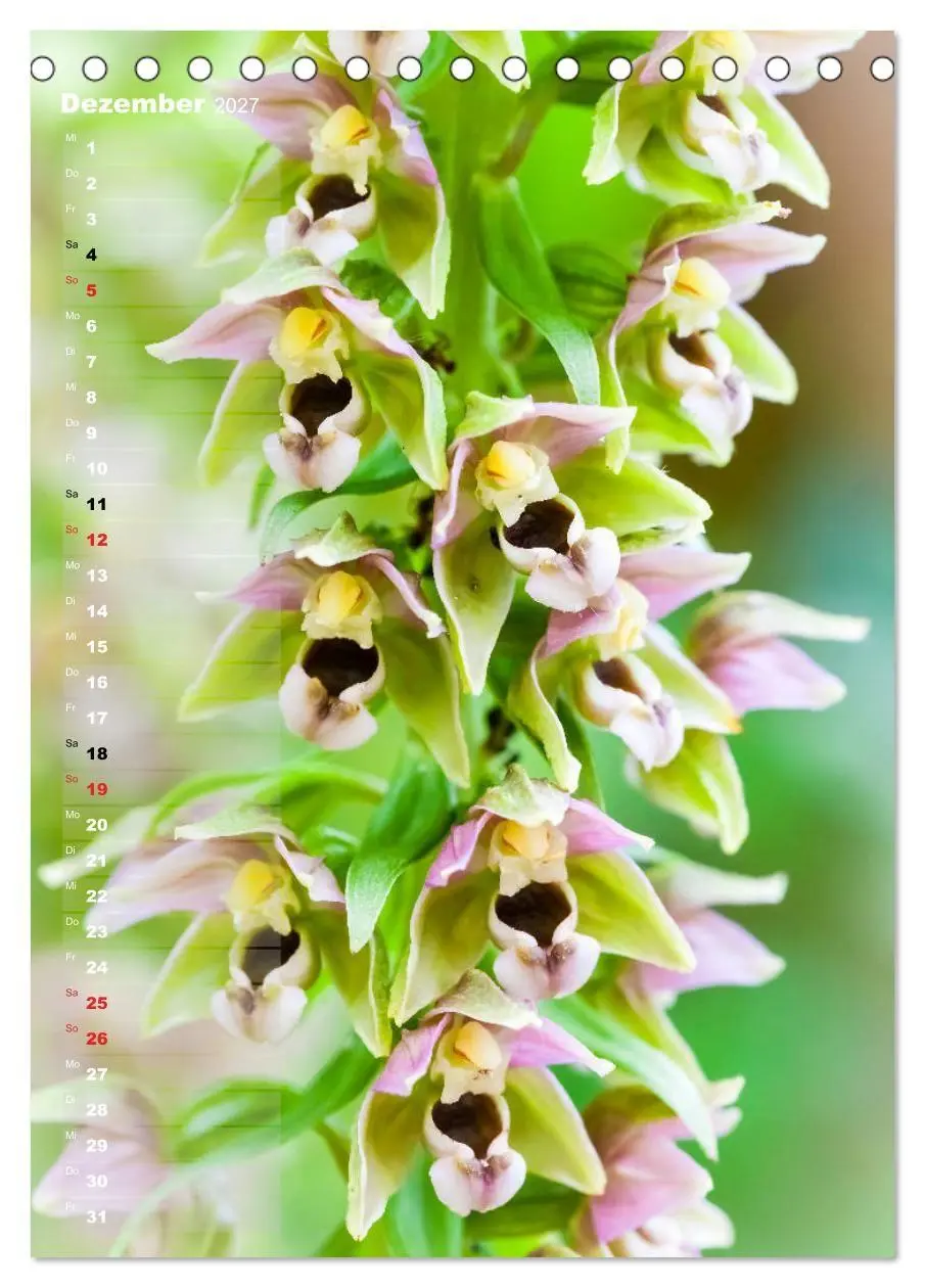 Bild: 9783569567894 | Auf der Suche nach Orchideen in Deutschland (Tischkalender 2027 DIN...