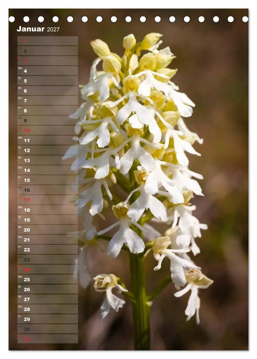 Bild: 9783569567894 | Auf der Suche nach Orchideen in Deutschland (Tischkalender 2027 DIN...