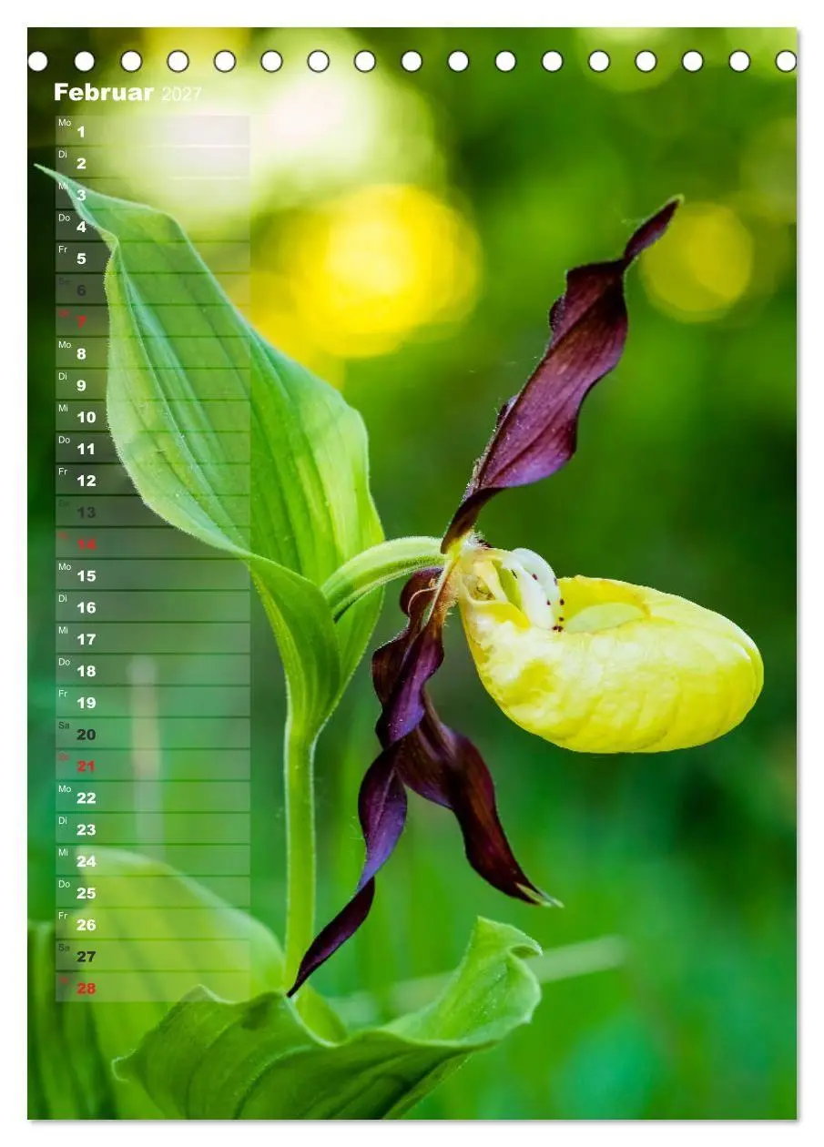 Bild: 9783569567894 | Auf der Suche nach Orchideen in Deutschland (Tischkalender 2027 DIN...
