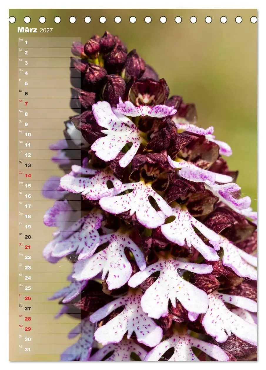 Bild: 9783569567894 | Auf der Suche nach Orchideen in Deutschland (Tischkalender 2027 DIN...