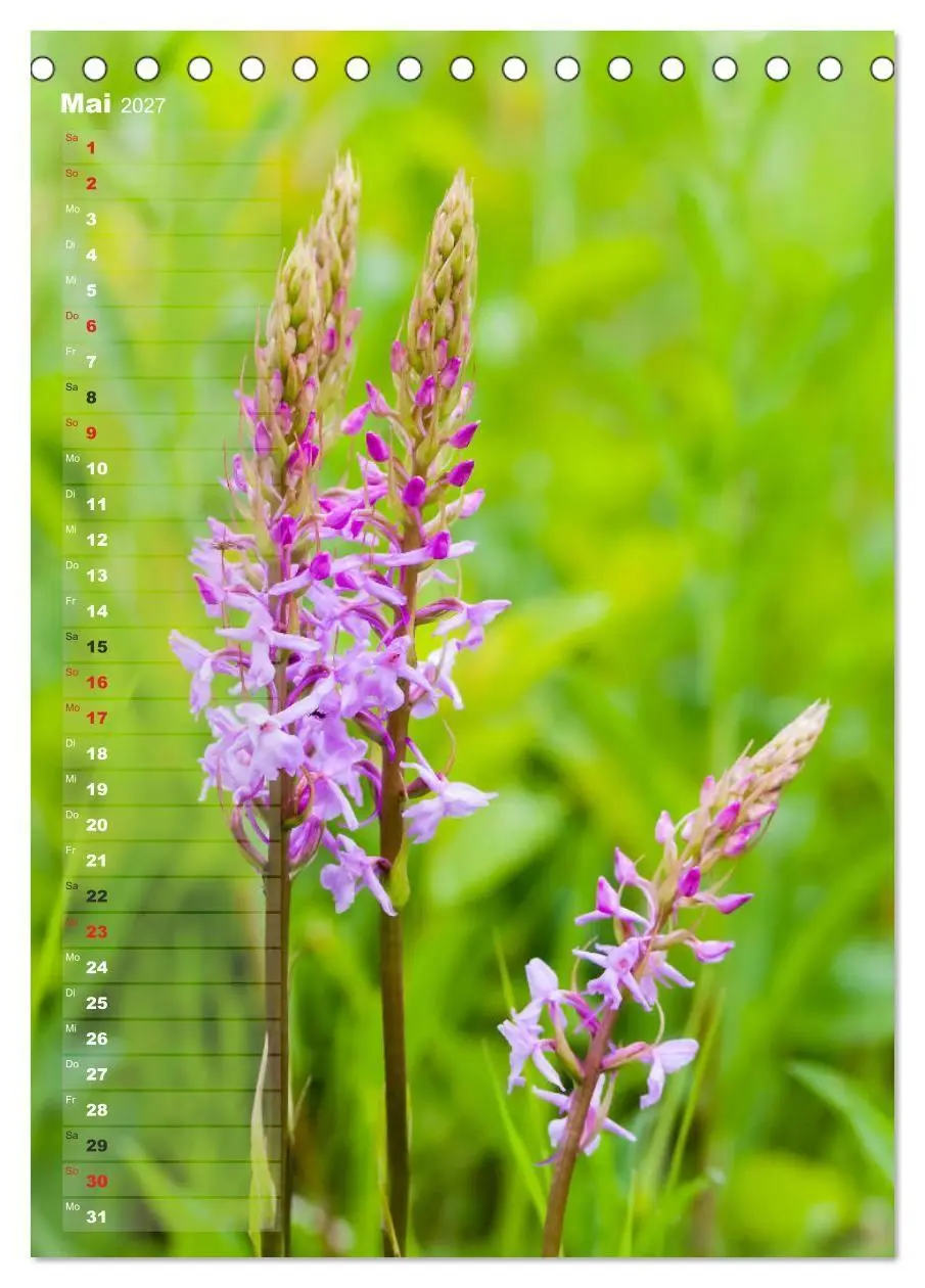Bild: 9783569567894 | Auf der Suche nach Orchideen in Deutschland (Tischkalender 2027 DIN...