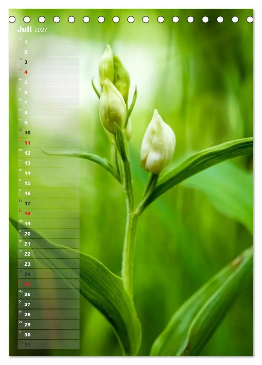 Bild: 9783569567894 | Auf der Suche nach Orchideen in Deutschland (Tischkalender 2027 DIN...