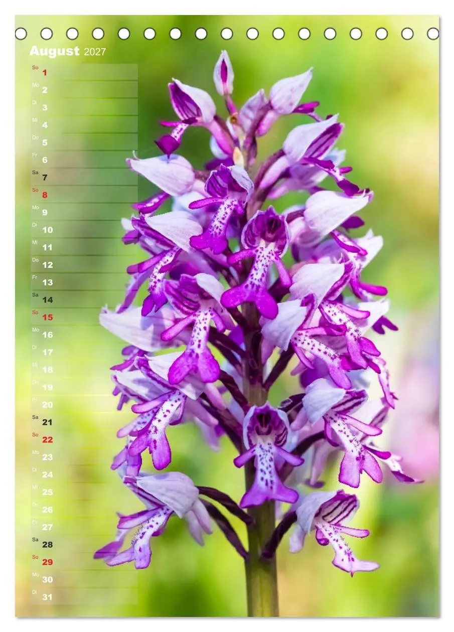 Bild: 9783569567894 | Auf der Suche nach Orchideen in Deutschland (Tischkalender 2027 DIN...