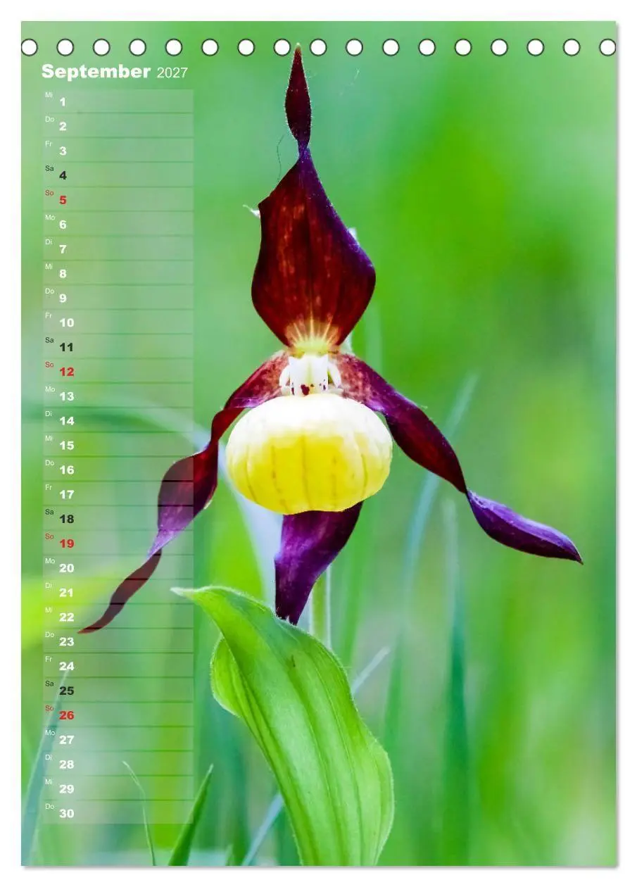 Bild: 9783569567894 | Auf der Suche nach Orchideen in Deutschland (Tischkalender 2027 DIN...