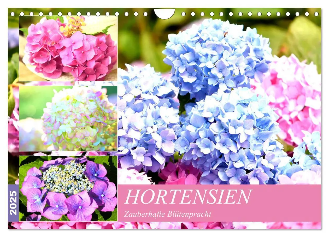 Cover: 9783435178094 | Hortensien. Zauberhafte Blütenpracht (Wandkalender 2025 DIN A4...