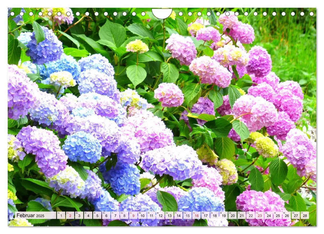 Bild: 9783435178094 | Hortensien. Zauberhafte Blütenpracht (Wandkalender 2025 DIN A4...