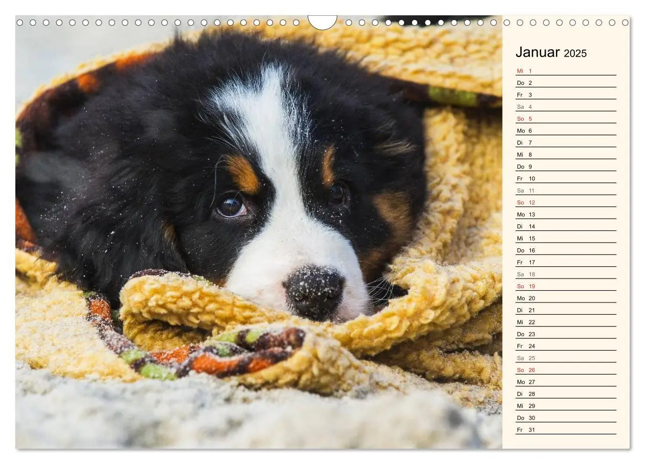 Bild: 9783435478194 | Seebärchen entdecken die Welt - Berner Sennenhunde (Wandkalender...