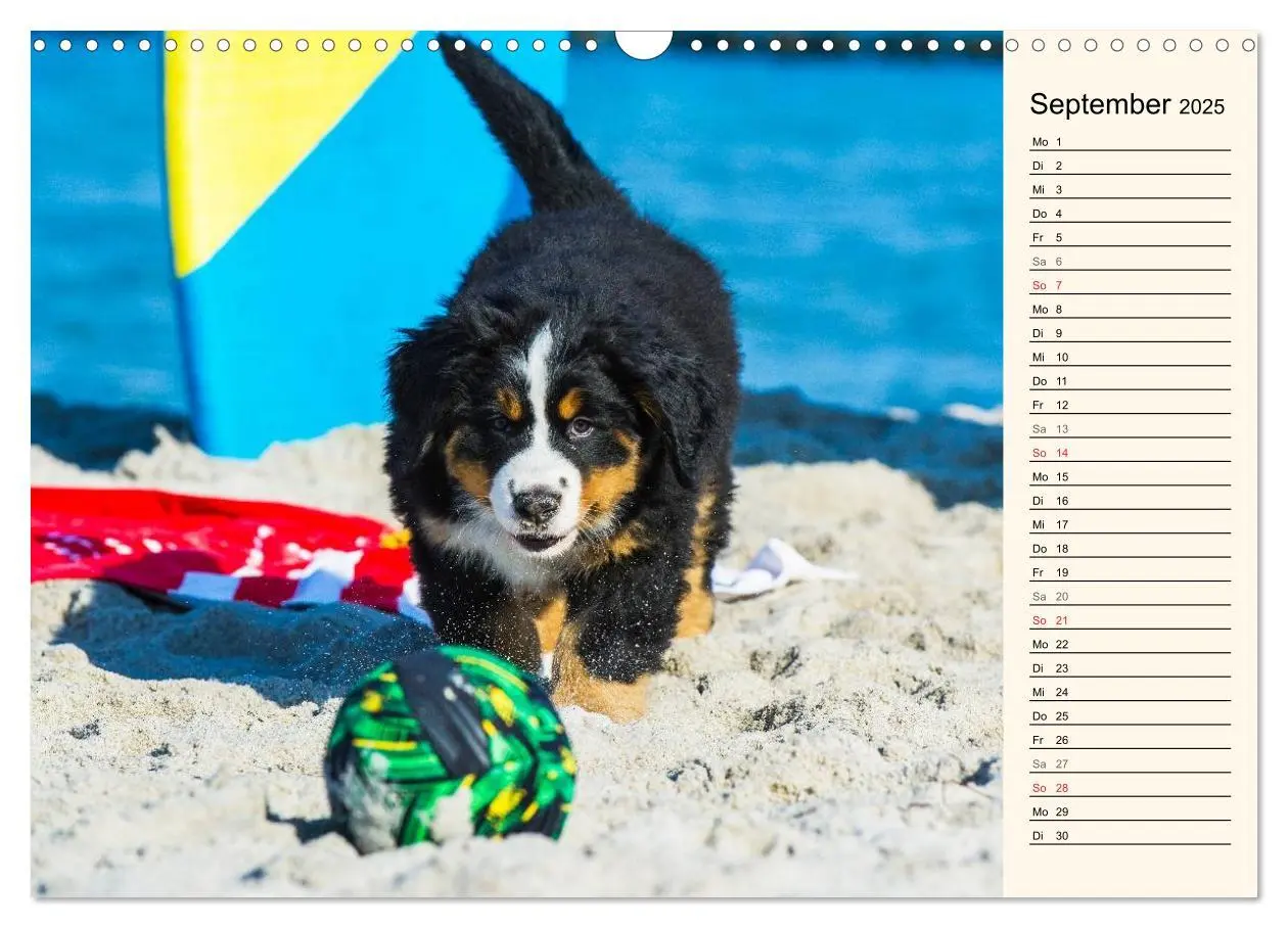 Bild: 9783435478194 | Seebärchen entdecken die Welt - Berner Sennenhunde (Wandkalender...