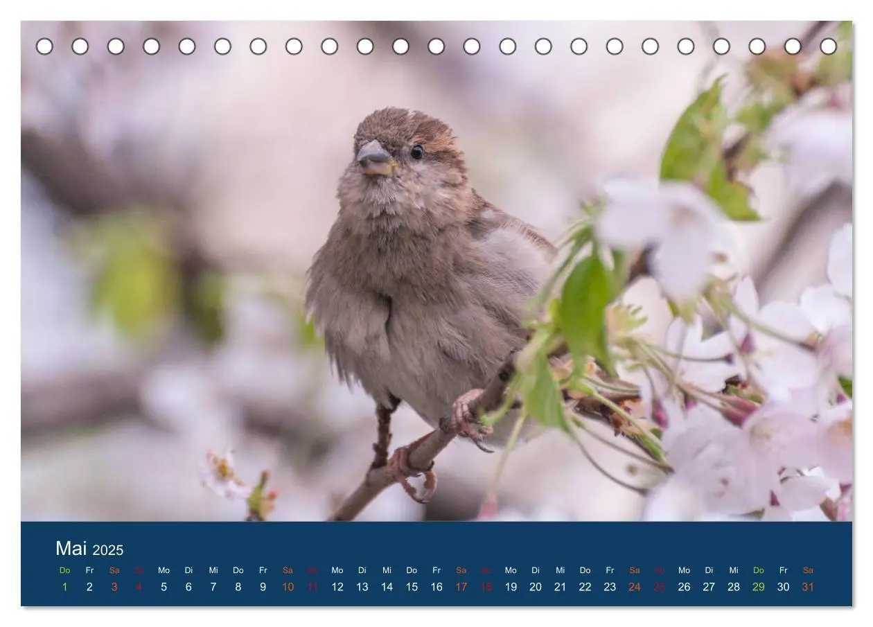 Bild: 9783435788194 | Spatzen-Kalender (Tischkalender 2025 DIN A5 quer), CALVENDO...