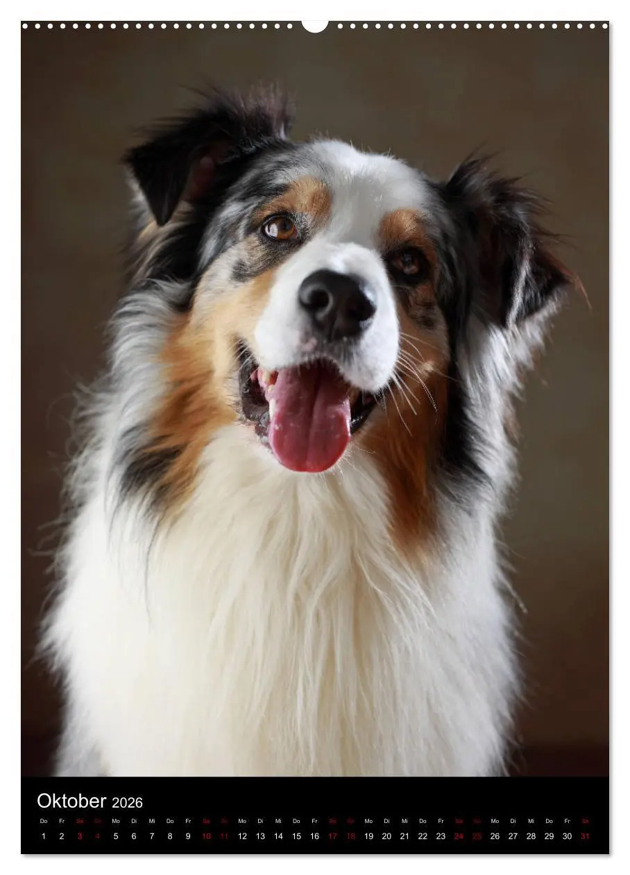 Bild: 9783516418194 | Geliebte Aussies - Australian Shepherds im Portrait (hochwertiger...