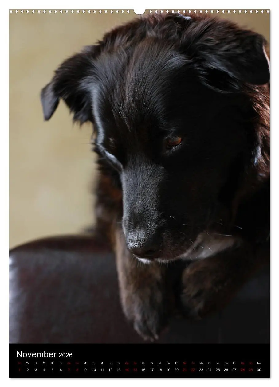Bild: 9783516418194 | Geliebte Aussies - Australian Shepherds im Portrait (hochwertiger...