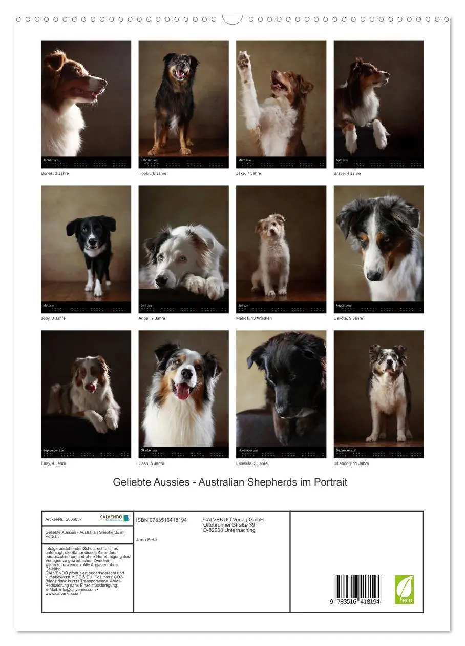 Bild: 9783516418194 | Geliebte Aussies - Australian Shepherds im Portrait (hochwertiger...