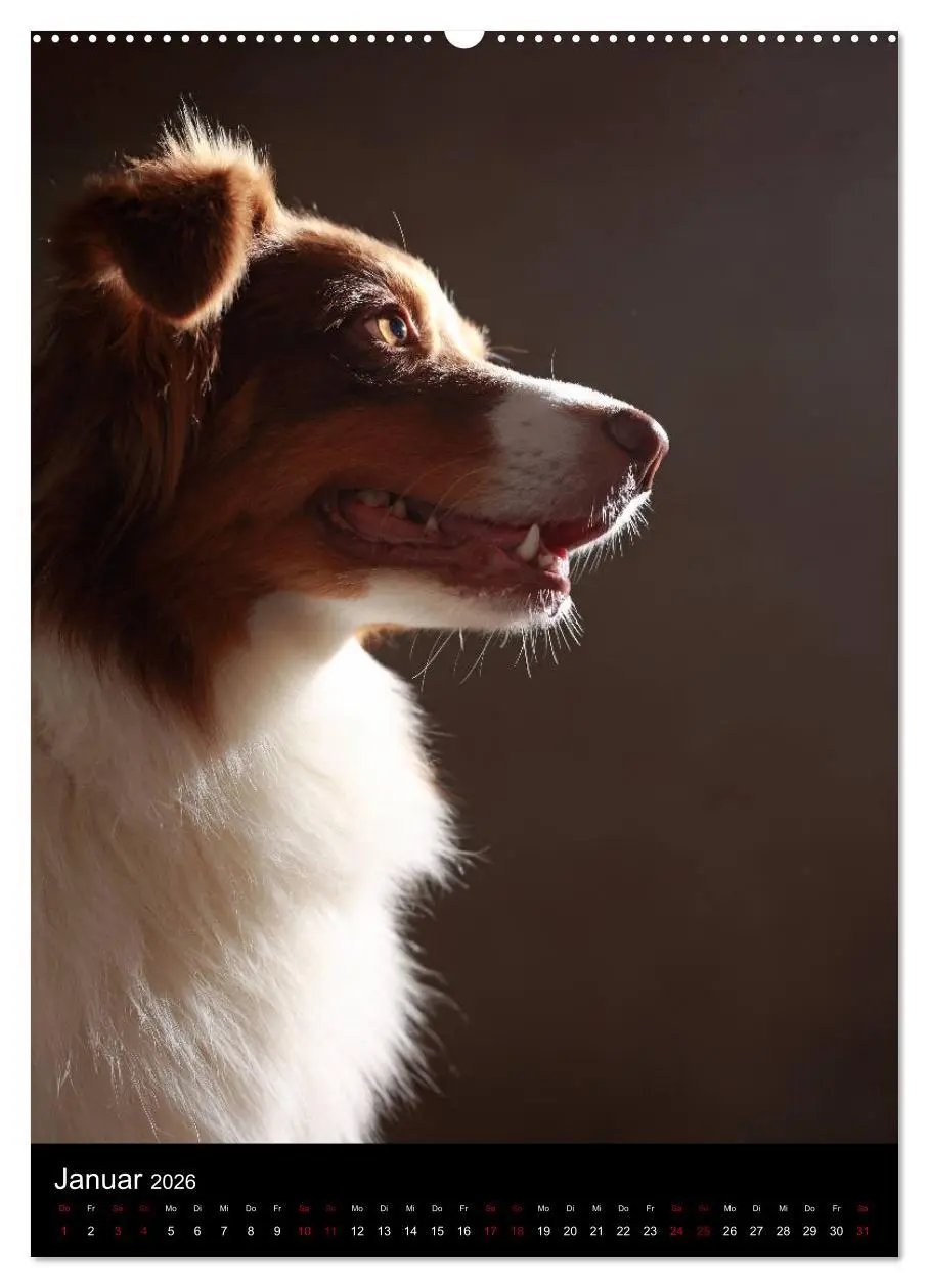 Bild: 9783516418194 | Geliebte Aussies - Australian Shepherds im Portrait (hochwertiger...