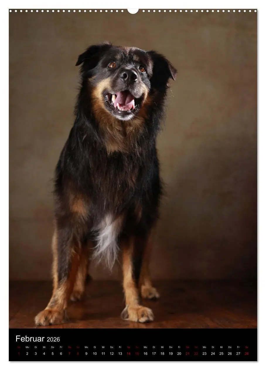 Bild: 9783516418194 | Geliebte Aussies - Australian Shepherds im Portrait (hochwertiger...