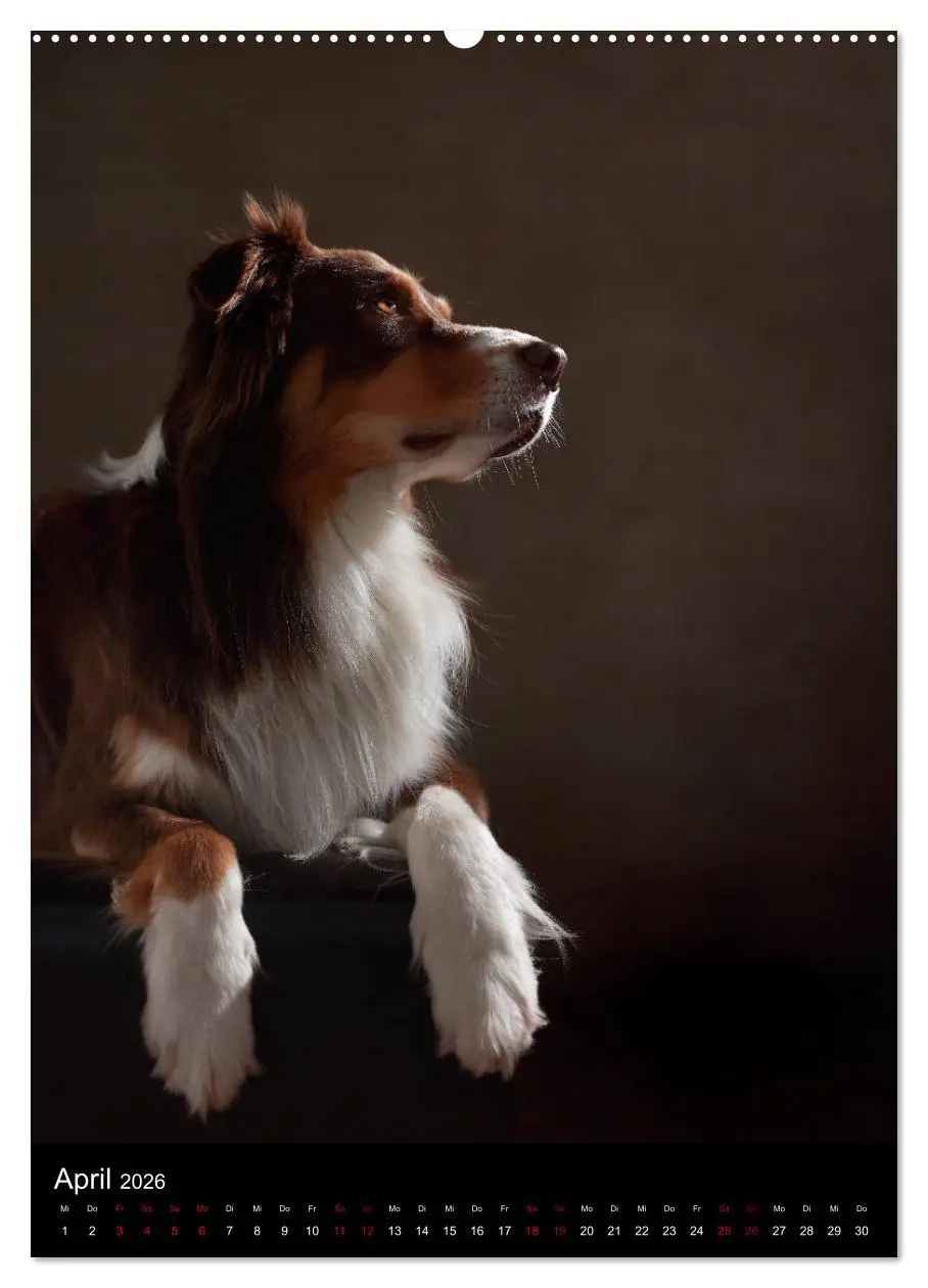 Bild: 9783516418194 | Geliebte Aussies - Australian Shepherds im Portrait (hochwertiger...