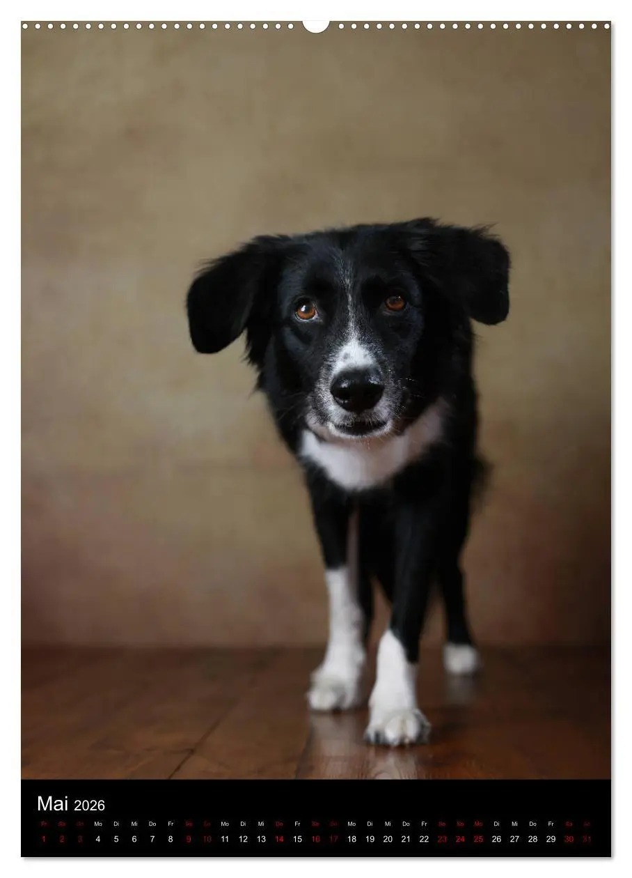 Bild: 9783516418194 | Geliebte Aussies - Australian Shepherds im Portrait (hochwertiger...