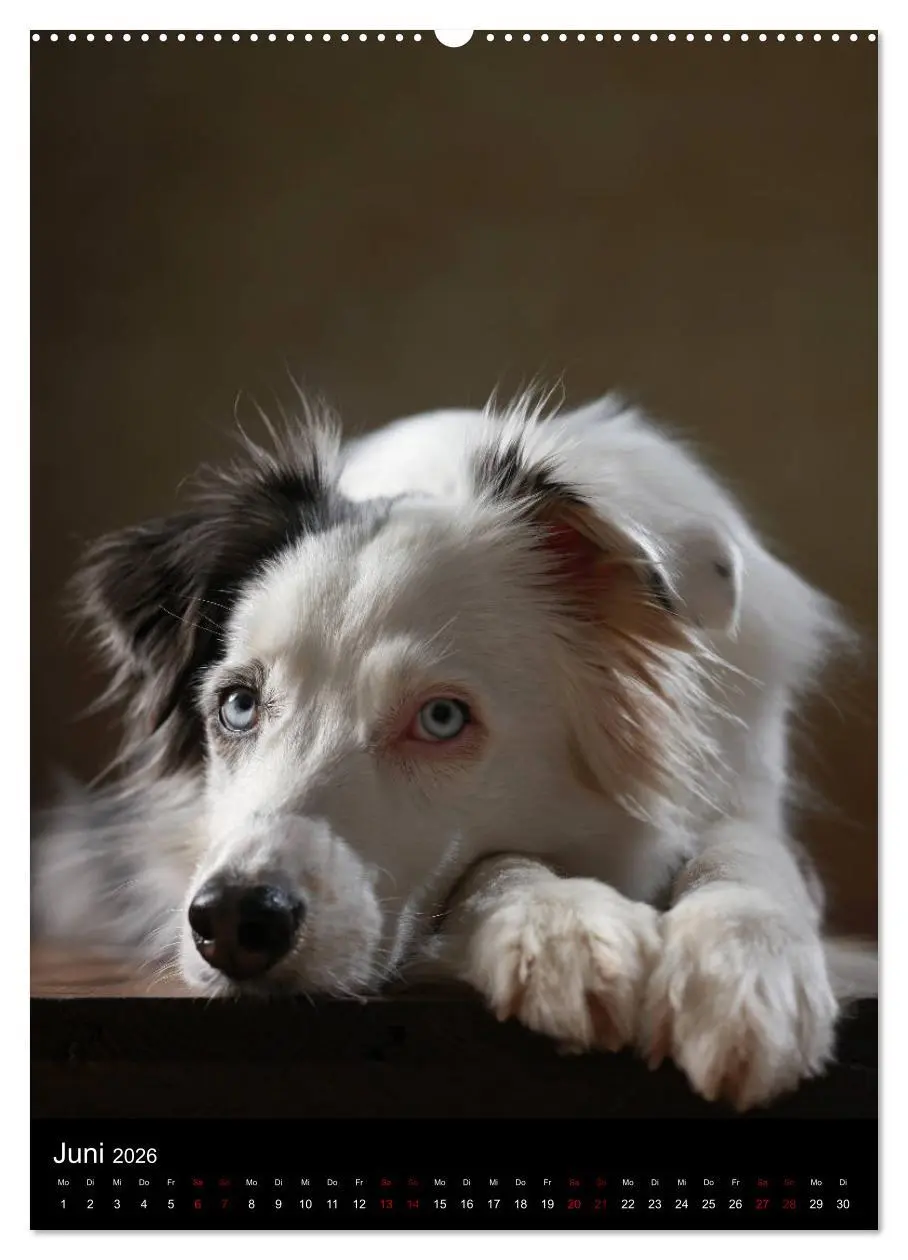 Bild: 9783516418194 | Geliebte Aussies - Australian Shepherds im Portrait (hochwertiger...