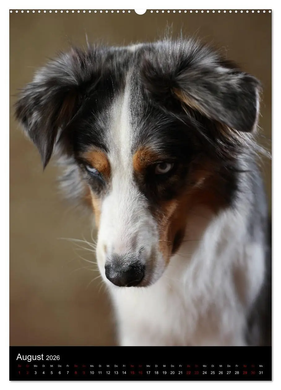 Bild: 9783516418194 | Geliebte Aussies - Australian Shepherds im Portrait (hochwertiger...